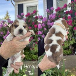 Honeys Purple - female Beagle puppy in Brownsville, Oregon from Beagles on the Run