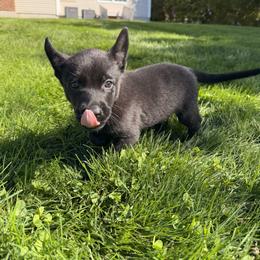 Zyla - Black brindle female Dutch Shepherd puppy in Watertown, Connecticut from APACHEK9