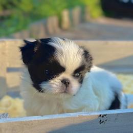 Tiny Tim - Black and white male Japanese Chin puppy in Vernon, Connecticut from Chin Babies