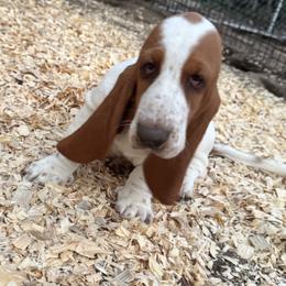 Basset Hound and Bloodhound Puppies from Sandhill Hounds of Nebraska