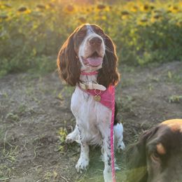 Winnie - English Springer Spaniel