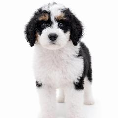 Juniper - female Golden Mountain Doodle puppy in Springfield, Ohio from Dawson's Royal Companions