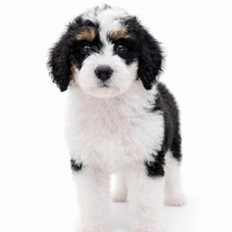 Juniper - female Golden Mountain Doodle puppy in Springfield, Ohio from Dawson's Royal Companions