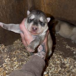 Boy 3 - Gray and white male Siberian Husky puppy in Iron River, Wisconsin from Wiemeri Siberians