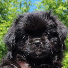 Pugs and Tibetan Spaniels from Wright's Pugs