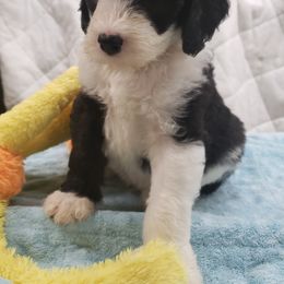 Poodle and Sheepadoodle Puppies from PC Pampered Parti's