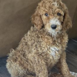 Girl 1 - female Poodle puppy in El Paso, Texas from Greyzer Poodles