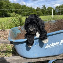 Bernedoodle Puppies from Mountain Springs Farm