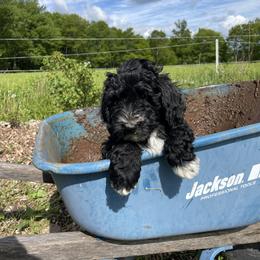 Bernedoodle Puppies from Mountain Springs Farm