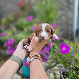 Green Collar - Red  male Goldendoodle puppy in Somerville, Alabama from Southern Enchanted Doodles