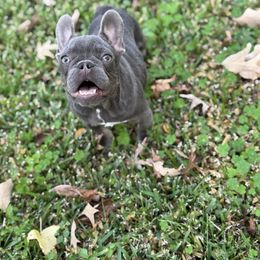 Lilac Dasher - Blue male French Bulldog puppy in Pinehurst, Texas from Frenchies A La Mode