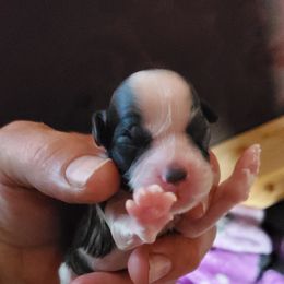 Shihpoo Puppies from Perfect Companion Puppies