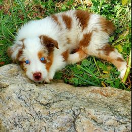 Australian Shepherd Puppies from Blue Sage Aussies