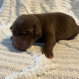 Penelope - Chocolate female Labrador Retriever puppy in Lucasville, Ohio from Backwoods Labradors
