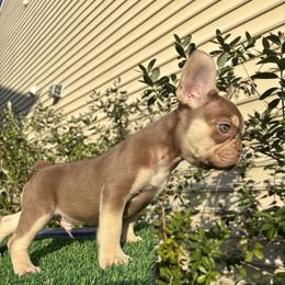 French Bulldog Puppies from Melvin Hodges
