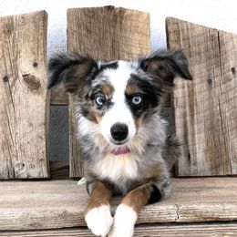 Indie  - Toy Australian Shepherd