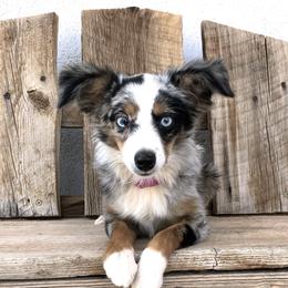 Indie  - Toy Australian Shepherd