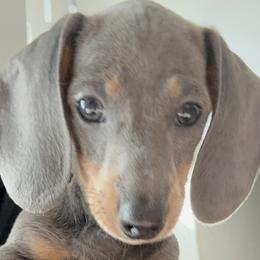 Dachshund Puppies from Dachshunters