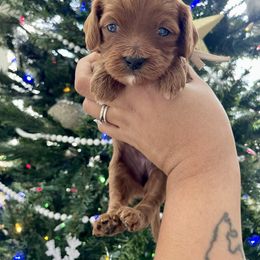 Bubblegum - Red female Cavapoo puppy in Tucson, Arizona from Indie Boo’s mini Cavapoos