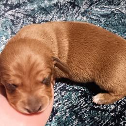 CKC red boy - Red male Dachshund puppy in Springdale, Washington from TNT MINI DACHSHUNDS