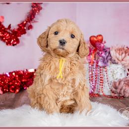 Viviane - Red female Bernedoodle puppy in Connersville, Indiana from Deaz Doodle Ranch
