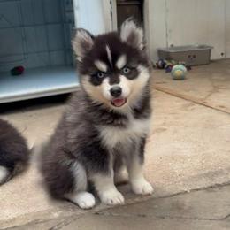 Anthony - Black and white male Pomsky puppy in Spring Hill, Florida from PDQ Pomskies