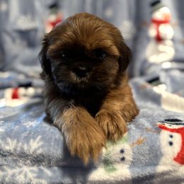 SALE. Red pup - Red male Shih Tzu puppy in Sharon, Pennsylvania from Keystone Danes and Shih tzus