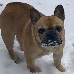 French Bulldogs from Wusspurrs Frenchies