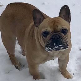 French Bulldogs from Wusspurrs Frenchies