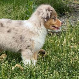French Bulldog, Miniature American Shepherd, and Shih Tzu Puppies from Serene Prairie K9
