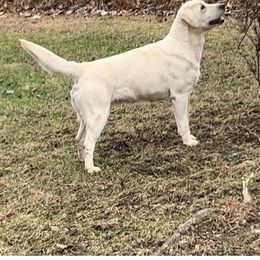 Sesi - Yellow female Labrador Retriever puppy in Lower Burrell, Pennsylvania from Ruckus Family Labs