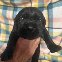 Lt Blue Collar - Black male Cane Corso puppy in Paris, Texas from Knucklehead Cane Corso