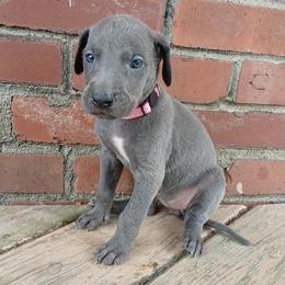 Alana - Blue female Great Dane puppy in Marshall, Michigan from Dream K9