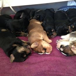 Otterhound Puppies from Blue Fairy Otterhounds