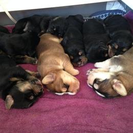 Otterhound Puppies from Blue Fairy Otterhounds