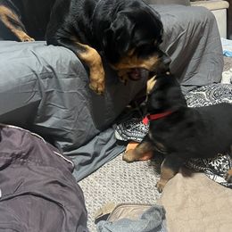 Rottweiler Puppies from CG Rottweilers