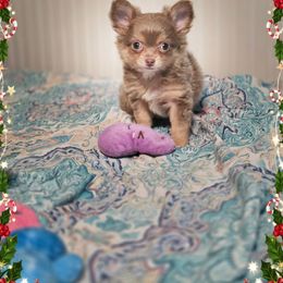 Sugarplum - Chocolate and white female Chihuahua puppy in Demorest, Georgia from Sourpatch Chihuahuas