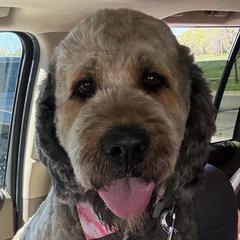 Zaida - Saint Berdoodle