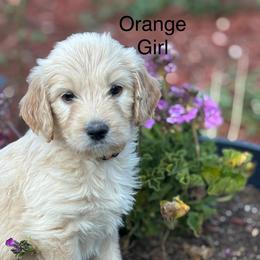 Orange Girl - Cream female Goldendoodle puppy in Colorado Springs, Colorado from Pikes Peak Doodles