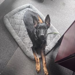 Shadow - Black brindle male Dutch Shepherd puppy in Atlanta, Georgia from Elyon Kennels