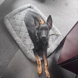 Shadow - Black brindle male Dutch Shepherd puppy in Atlanta, Georgia from Elyon Kennels