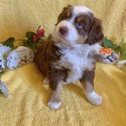 Miniature Australian Shepherd Puppies from Liberty Luck Mini Aussies