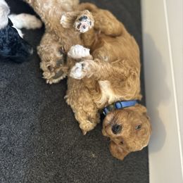 Blue - Apricot male Poodle puppy in Ponce De Leon, Florida from Above the Standard Dogs