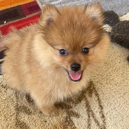Luffy  1500 - Tri-colored male Pomeranian puppy in Douglas, Georgia from Heartland small breeds