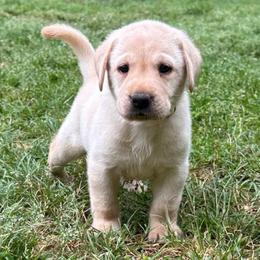 Diamond - Yellow male Labrador Retriever puppy in Rock Hill, South Carolina from North Star Retrievers