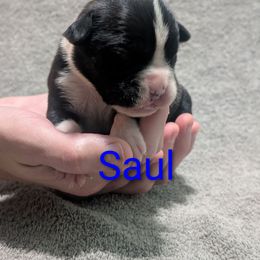 Saul - Brindle male Boxer puppy in New Holland, Pennsylvania from Shady Rill puppies