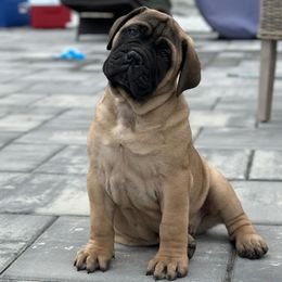 Bullmastiff and French Bulldog Puppies from Big Bully Nation