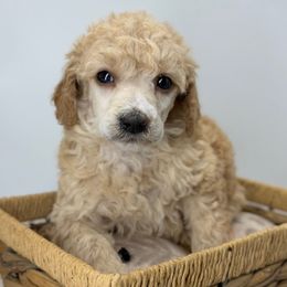 Cherry - Apricot female Poodle puppy in Greeneville, Tennessee from Smokey Mountain Sheepadoodles