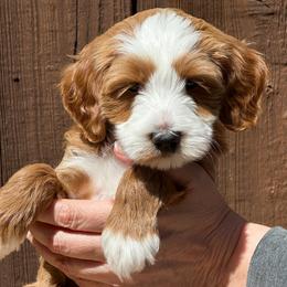 Blizzard - Red  male Goldendoodle puppy in Florence, South Carolina from Candy Doodles