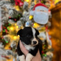 Lee - Black & white male Toy Australian Shepherd puppy in Angleton, Texas from 4LH Australian shepherds